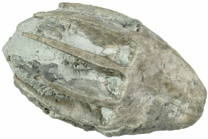 Fossil Crinoid (Eucalyptocrinus) Crown - Indiana #232244